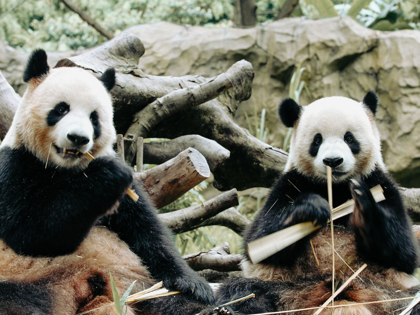 Audit Panda: What the Term Means and How to Audit a Peptide Certificate of Analysis
